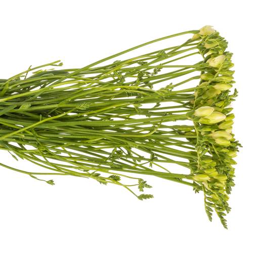 Freesie weiss gefüllt Starlight 16 Gram