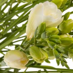 Freesie weiss gefüllt Starlight 16 Gram