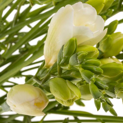 Freesie weiss gefüllt Starlight 16 Gram