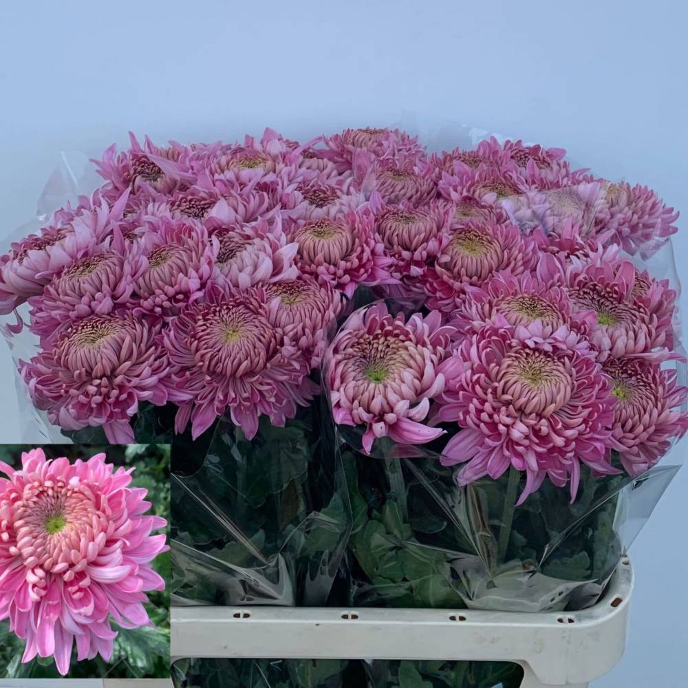 Chrys.Freil.Deko Holiday rosa 100 Gramm 80cm