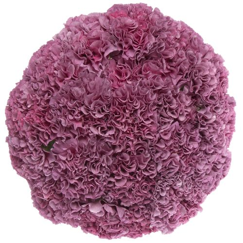 Nelke lila Winner Thrill 70cm