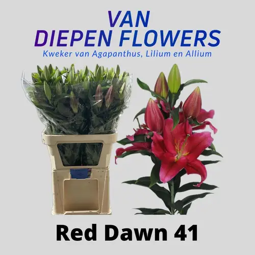 Lilie orientalisch d rosa-weinrot Red Dawn 4 Bl 80cm