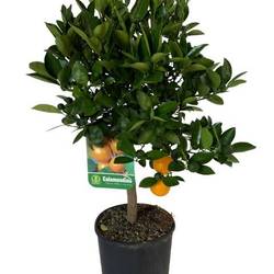 Zitrus Calamondin T21 H065