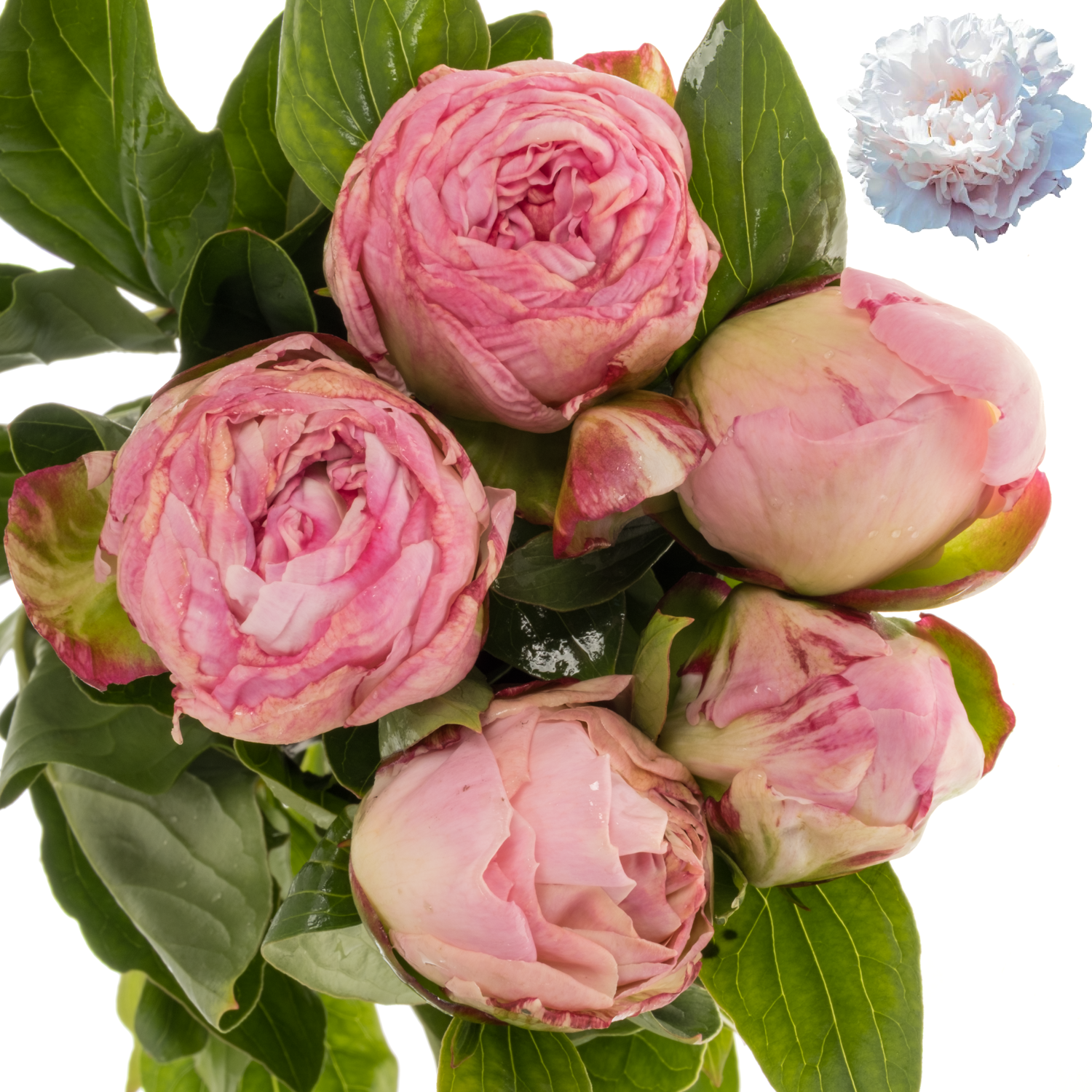 Pfingstrose hell hell rosa/creme gefüllt Gardenia 50cm