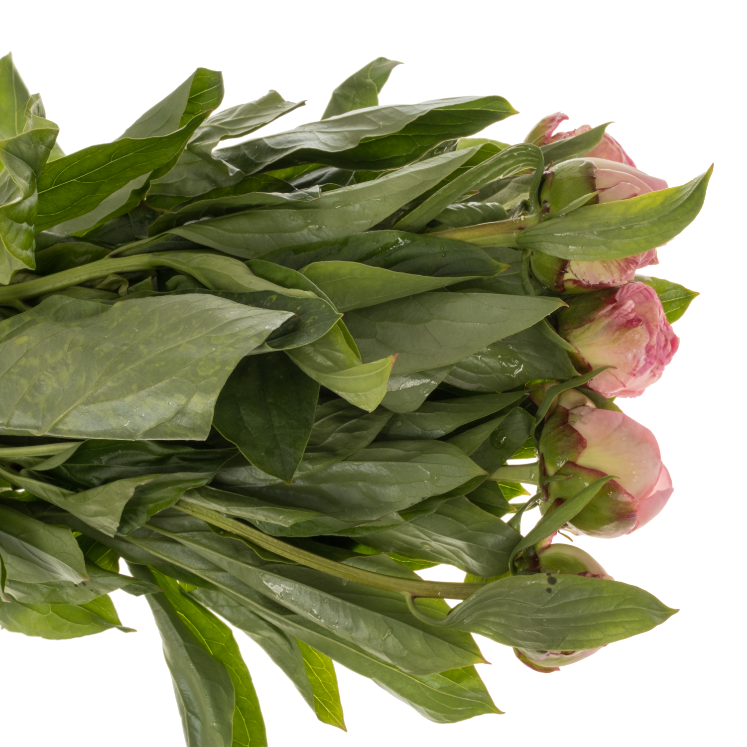 Pfingstrose hell hell rosa/creme gefüllt Gardenia 50cm
