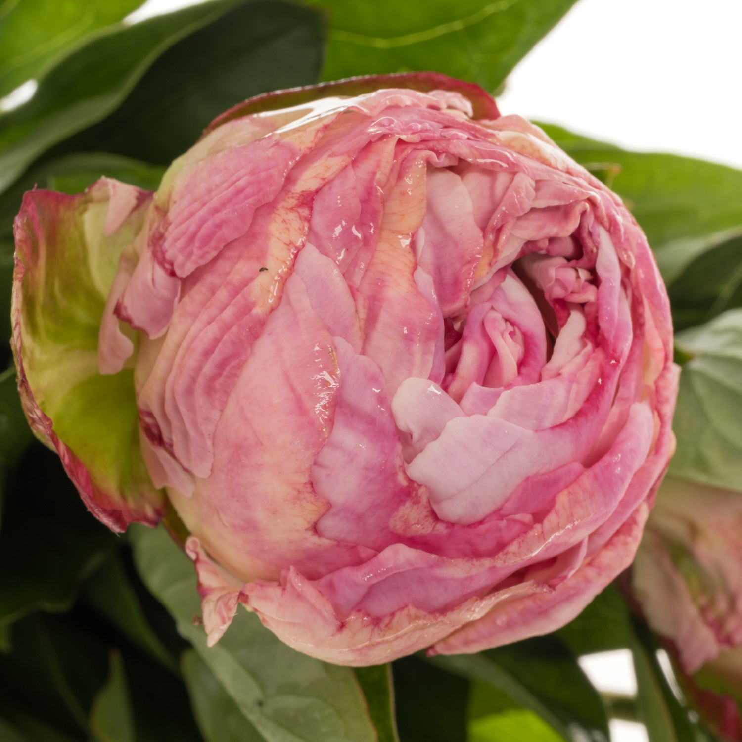 Pfingstrose hell hell rosa/creme gefüllt Gardenia 50cm