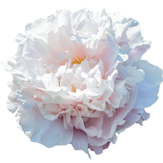 Pfingstrose hell hell rosa/creme gefüllt Gardenia 50cm