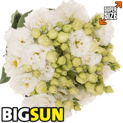 Lisianthus weiss Pure Bigsun 5+Blüte 70cm
