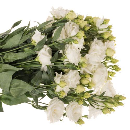 Lisianthus weiss Pure Bigsun 5+Blüte 70cm