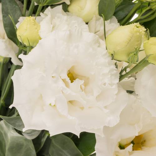 Lisianthus weiss Pure Bigsun 5+Blüte 70cm
