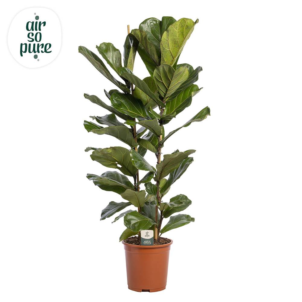 Ficus Lyrata 2 pro Topf T27 H150