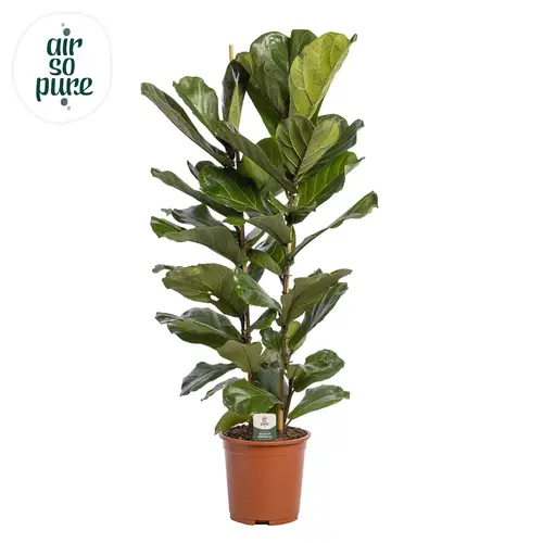 Ficus Lyrata 2 pro Topf T27 H150