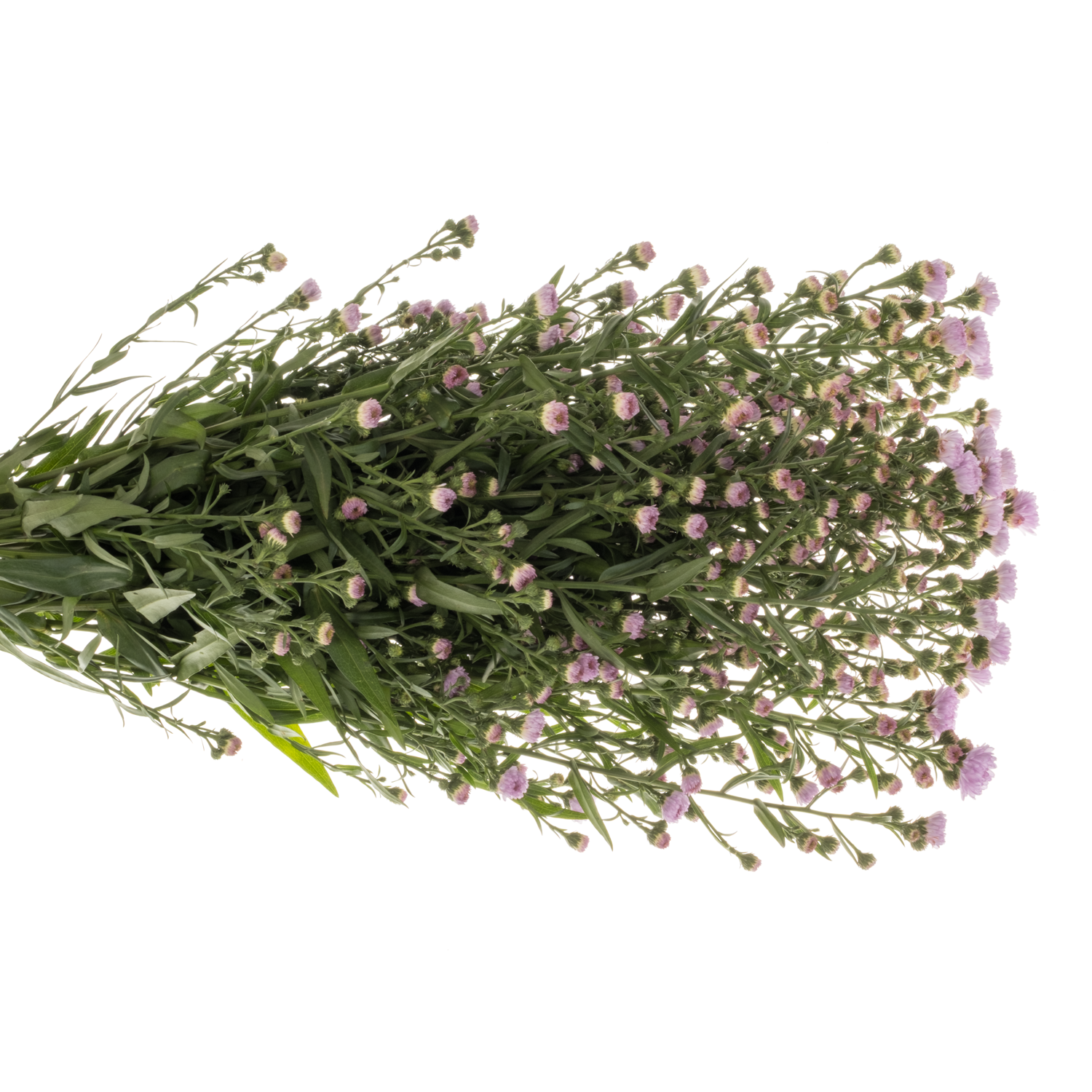 Aster hell rosa Double Date 15 Gramm 70cm