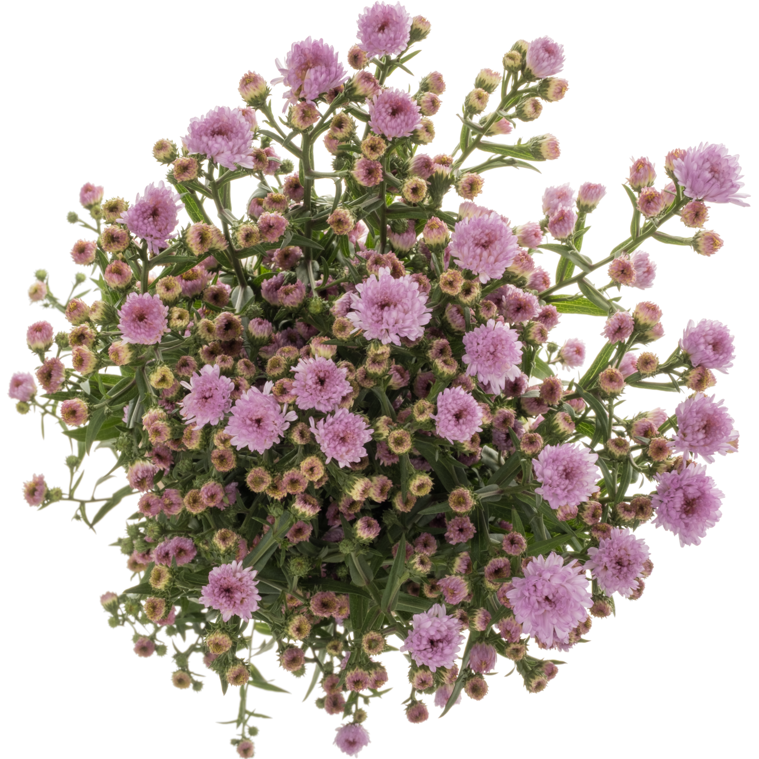 Aster hell rosa Double Date 15 Gramm 70cm