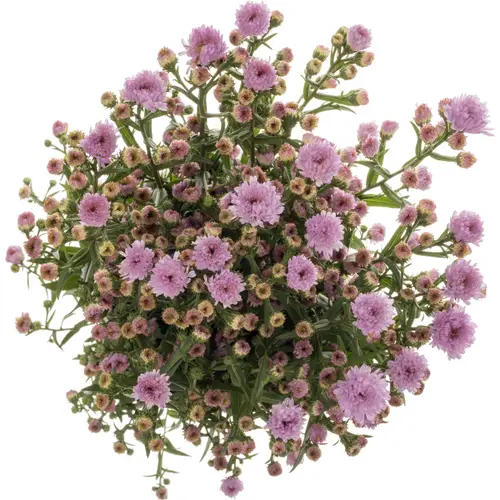 Aster hell rosa Double Date 15 Gramm 70cm