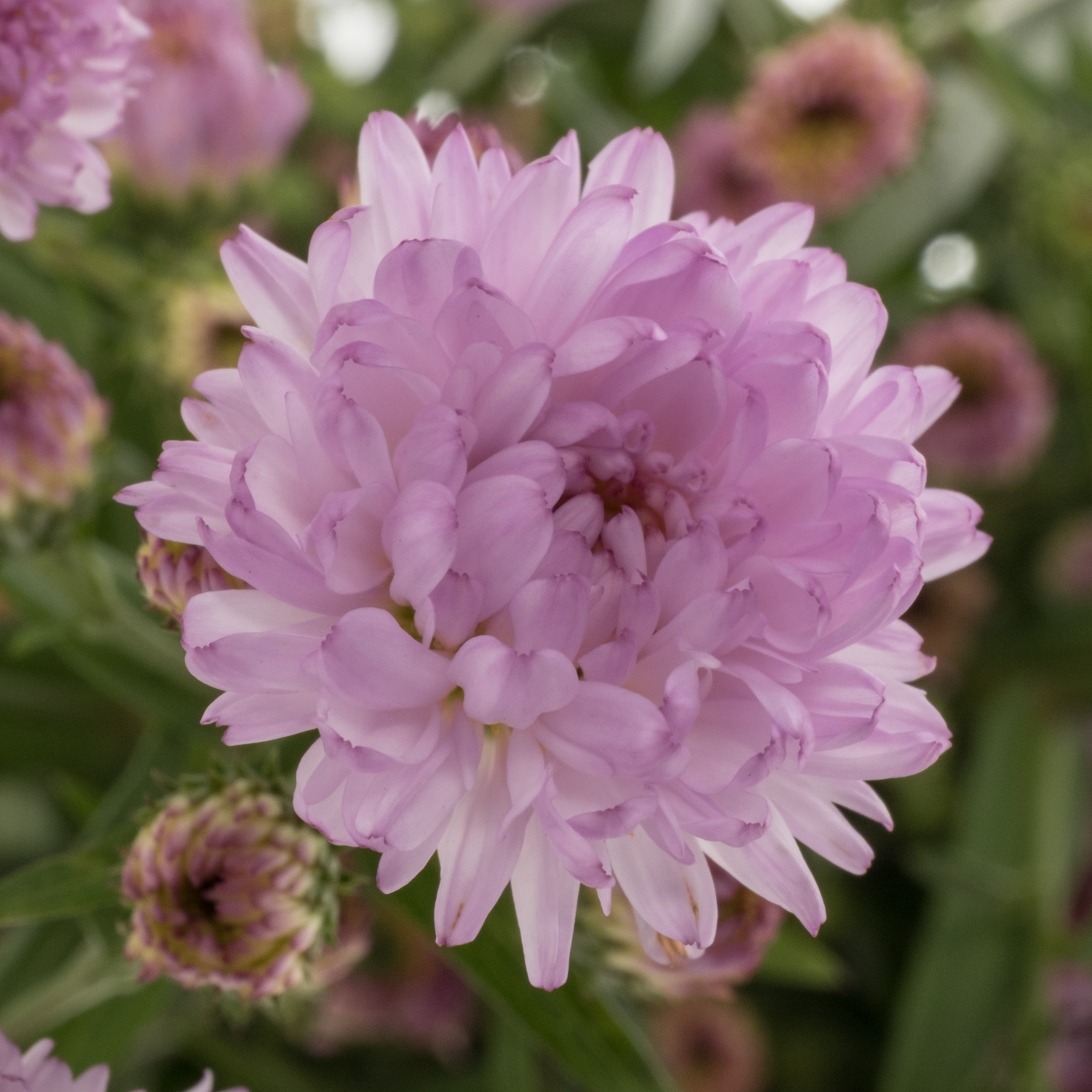 Aster hell rosa Double Date 15 Gramm 70cm