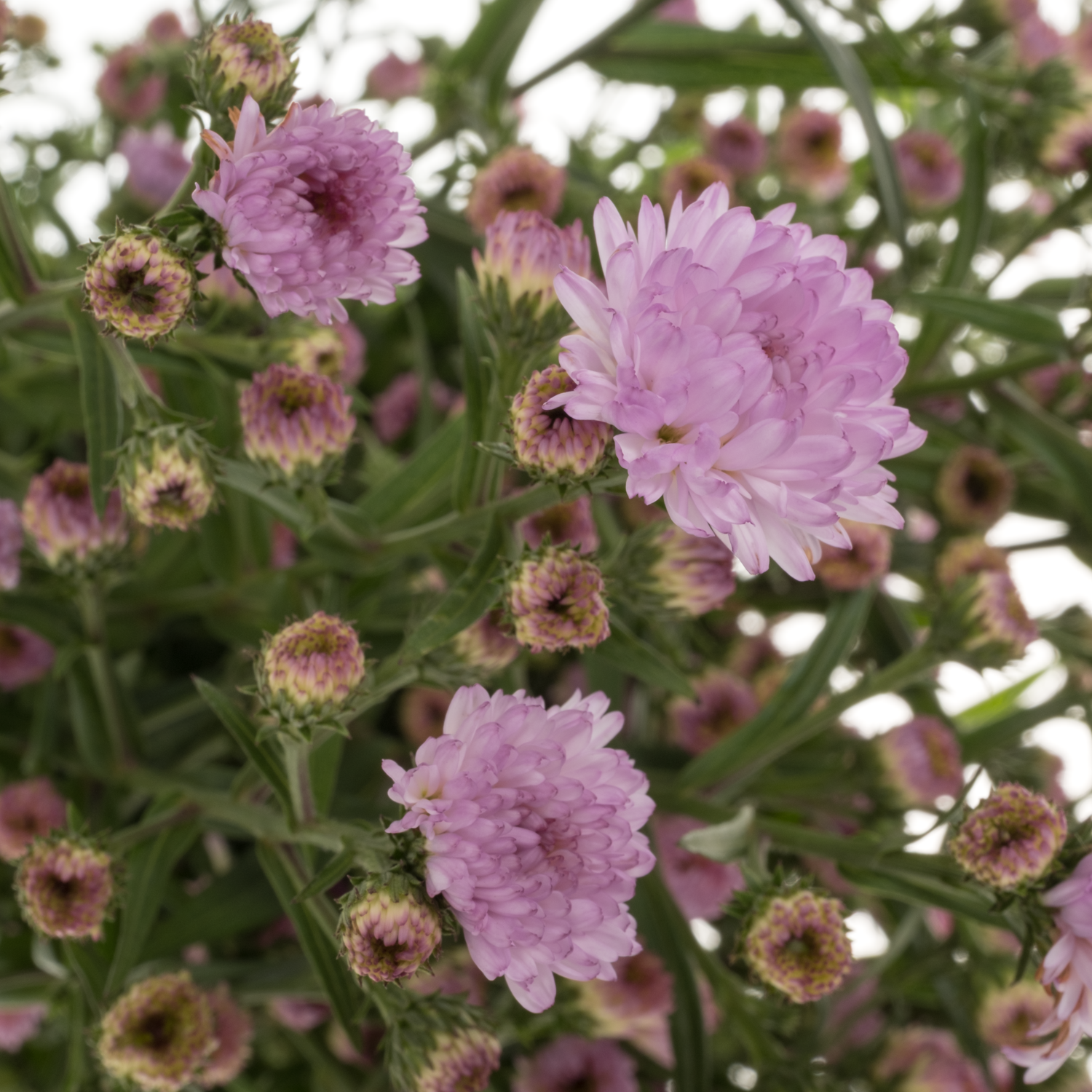 Aster hell rosa Double Date 15 Gramm 70cm
