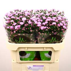 Aster rosa Double Date 15 Gramm 70cm
