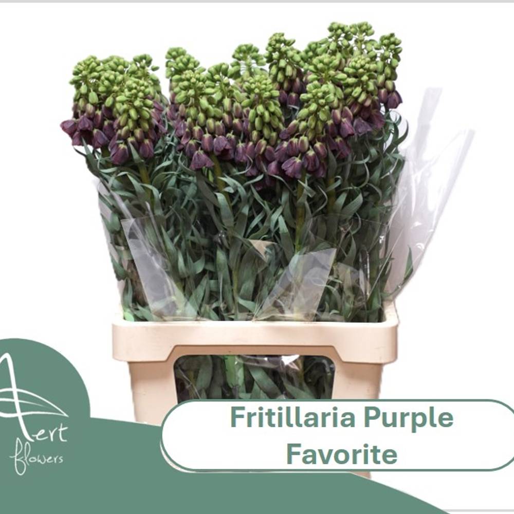 Fritilaria dunkel lila Purple Favorite 75cm