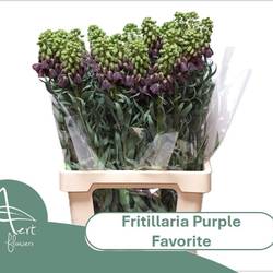 Fritilaria dunkel lila Purple Favorite 75cm