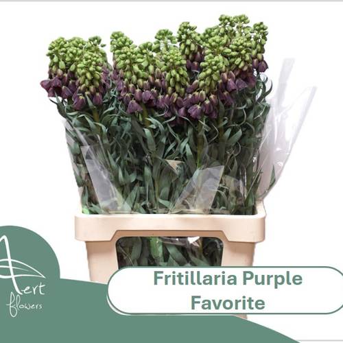 Fritilaria dunkel lila Purple Favorite 75cm