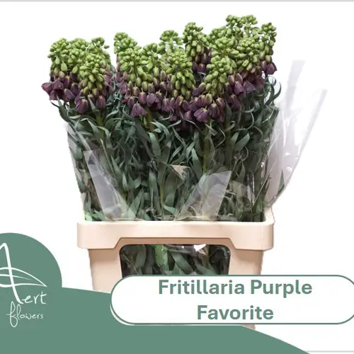 Fritilaria dunkel lila Purple Favorite 75cm