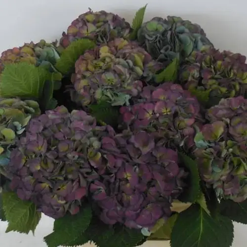 Hortensie lila/grünElbtal classic Bol 16cm 60cm