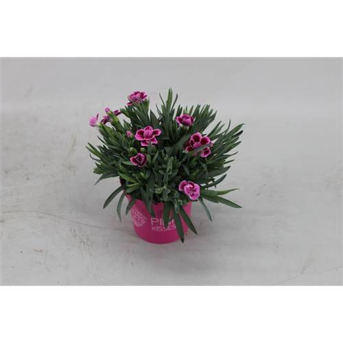 Dianth.rosa Kiss mini T07 H15