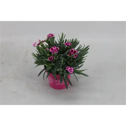 Dianth.rosa Kiss mini T07 H15