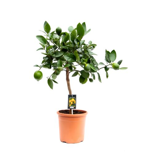 Zitrus Lime T22 H80