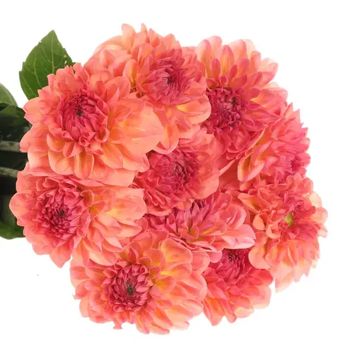 Dahlia lachs Sebastian 50cm x 5