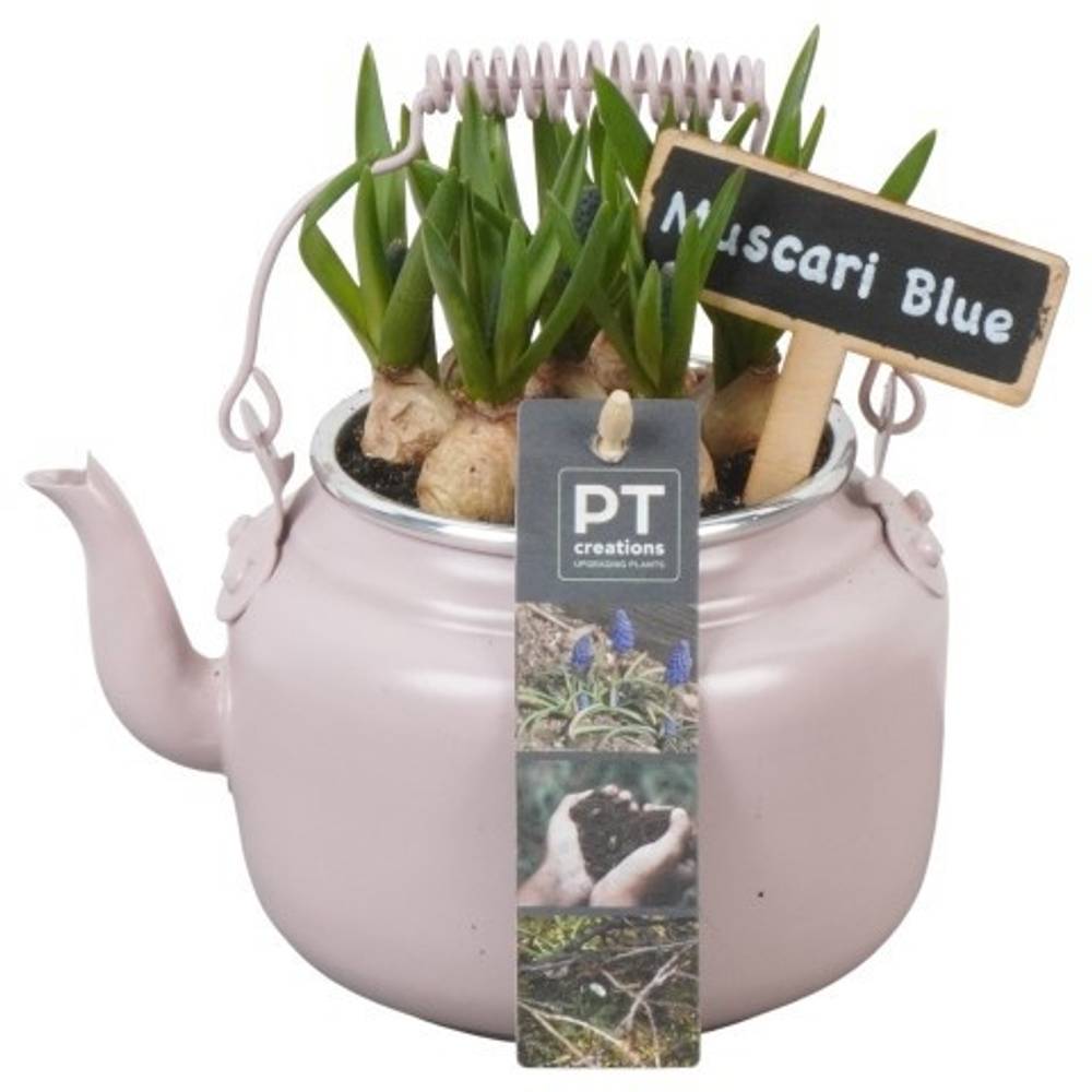 Muscari.Arr PTMB6146 T10 H018