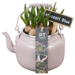 Muscari.Arr PTMB6146 T10 H018