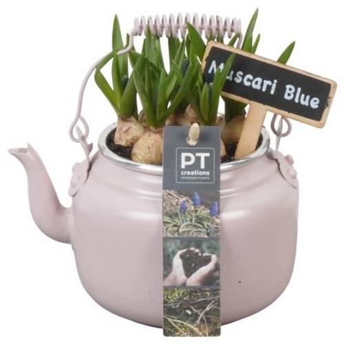 Muscari.Arr PTMB6146 T10 H018