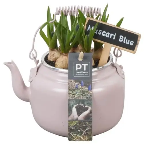 Muscari.Arr PTMB6146 T10 H018