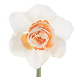 Narzisse creme/orange Romantic 40cm