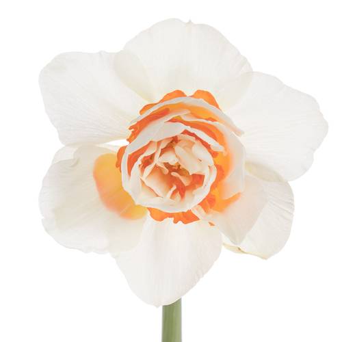Narzisse creme/orange Romantic 40cm