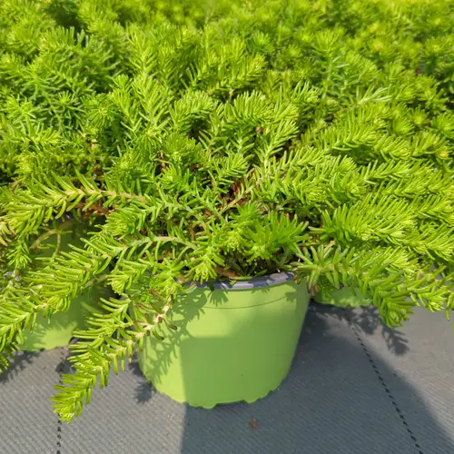 Sedum Pulchellum T17 H035
