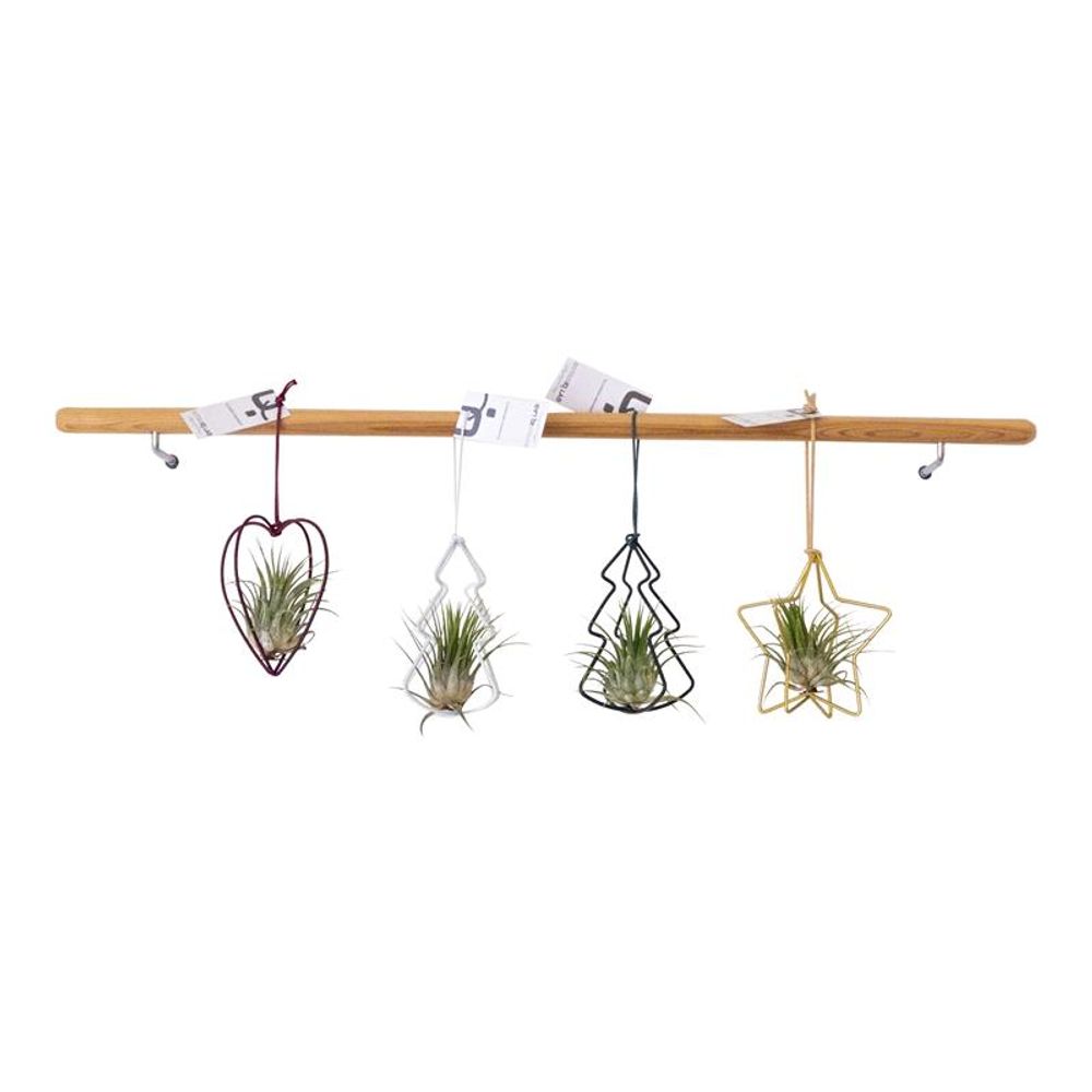 Tillandsia Ionantha Weihnachtsform T01 H5