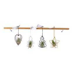 Tillandsia Ionantha Weihnachtsform T01 H5