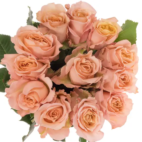 Rose creme Premium Sahara 50cm