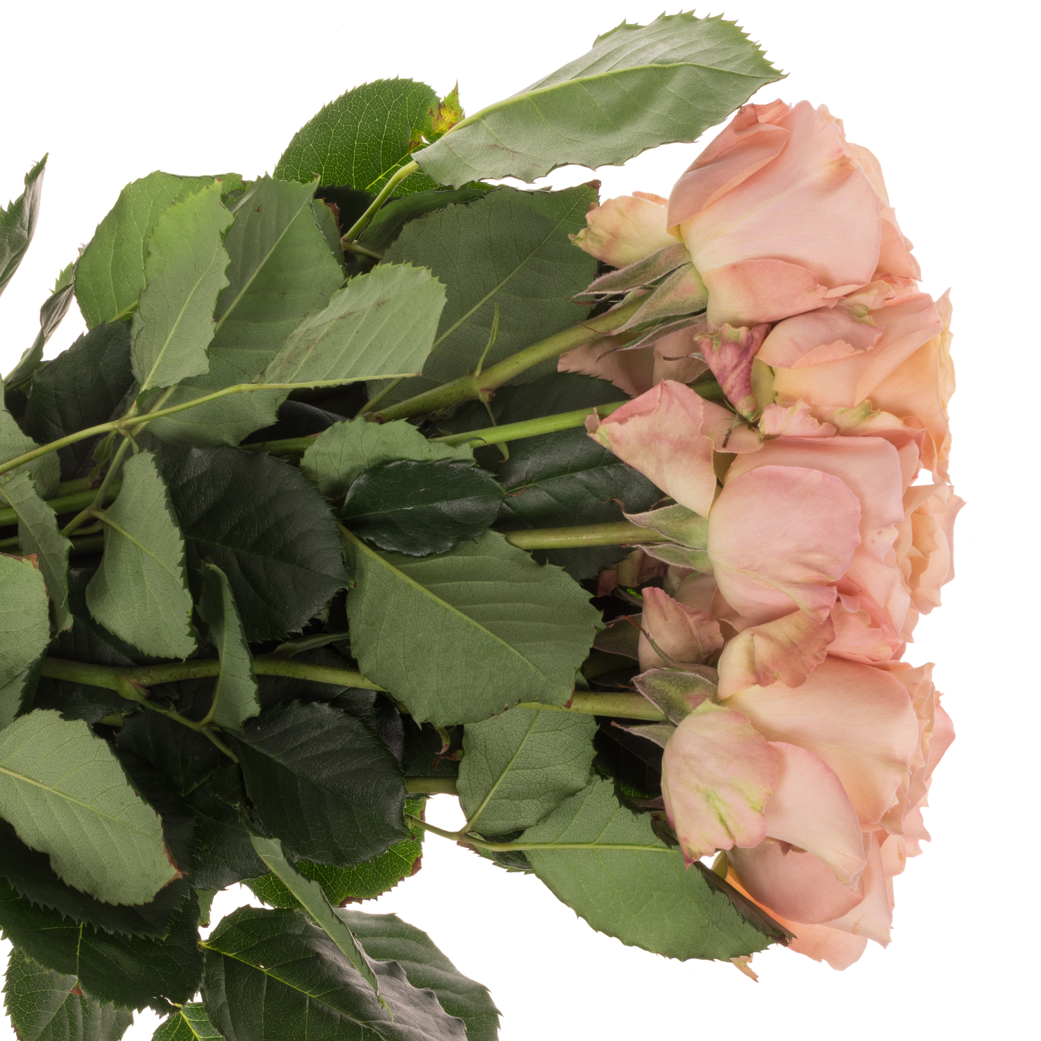 Rose creme Premium Sahara 50cm