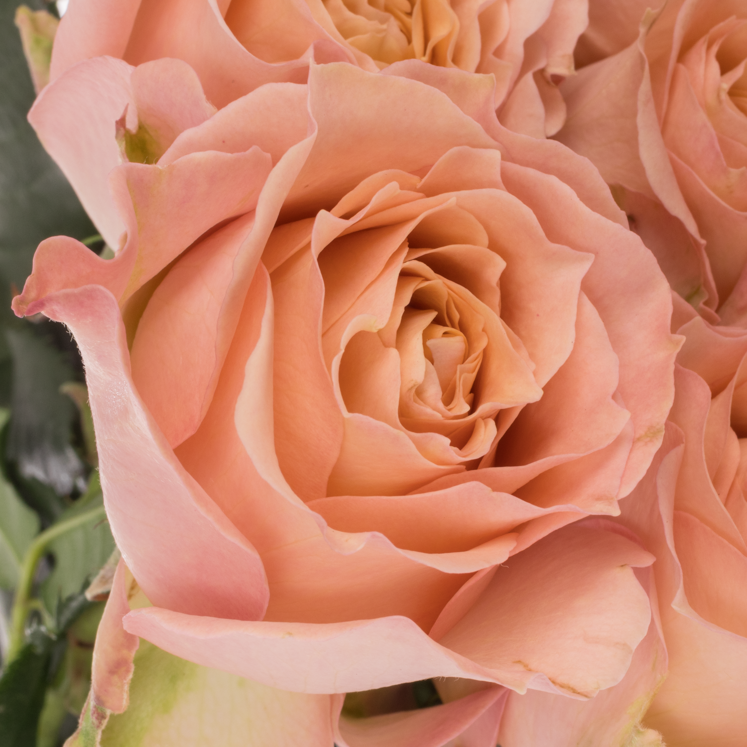 Rose creme Premium Sahara 50cm