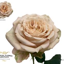 Rose creme Premium Sahara 50cm