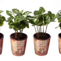 Coffea Arabica im Topf I5603 T06 H018