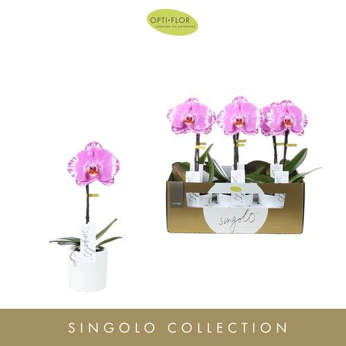 Phal.1-R rosa Singolo  Victorio T09 H40