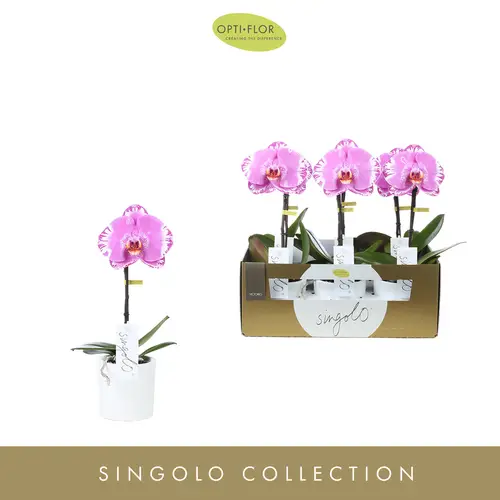 Phal.1-R rosa Singolo  Victorio T09 H40