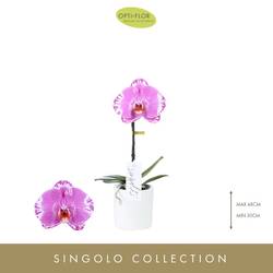 Phal.1-R rosa Singolo  Victorio T09 H40