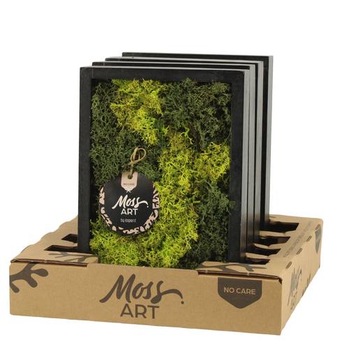 Moos.Arr D24cm 90787 T24 H024