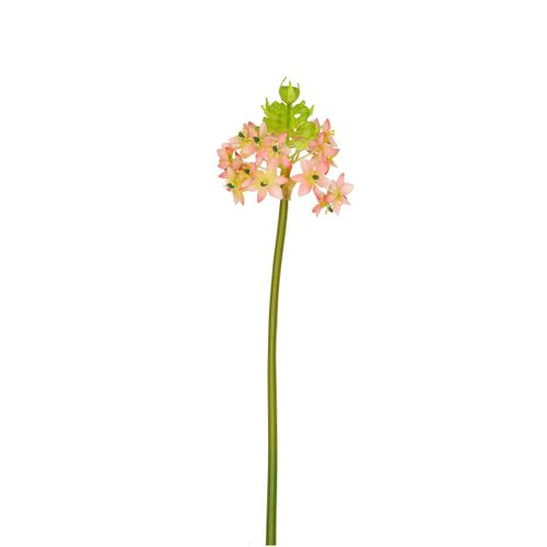Seiden Ornithogalum rosa L81cm
